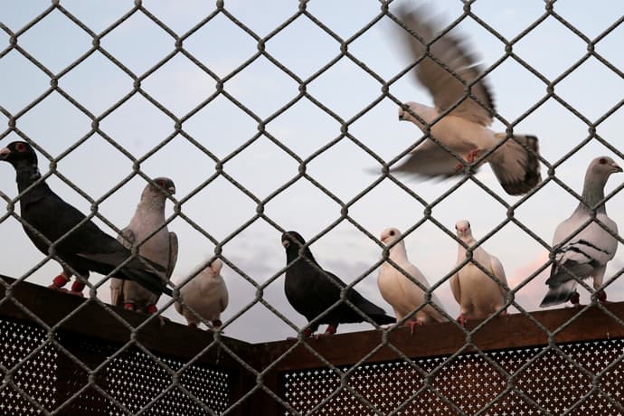 Rede de Proteção para Pombo